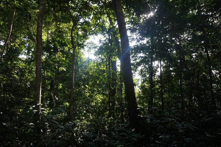 Zika Forest in Uganda, where the Zika virus was first identified in 1947. It remains a research site.