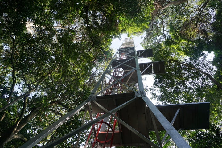 A 118-foot-high tower in Zika Forest, used for collecting mosquitoes and blood samples from monkeys to test for viruses.