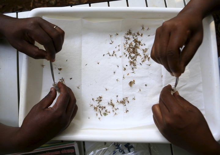 Researchers from the Uganda Virus Research Institute sort out samples of mosquitoes collected from the Zika Forest in Entebbe, south of Uganda's capital Kampala, in March 2016.