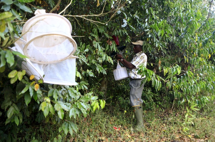 A researcher from the UVRI collects insect traps at the Zika Forest.