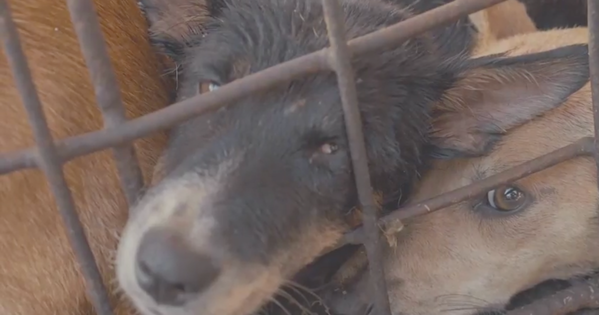 Activists Film ‘Extreme Market’ In Indonesia To Denounce Dog Meat Trade