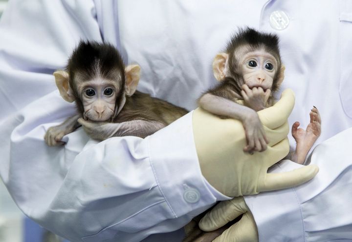 Zhong Zhong and Hua Hua, two cloned long tailed macaque monkeys are seen at the non-human-primate facility at the Chinese Academy of Sciences on Jan. 22.