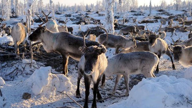 In Sibirien gibt es viel weniger Rentiere, als noch vor 20 Jahren.