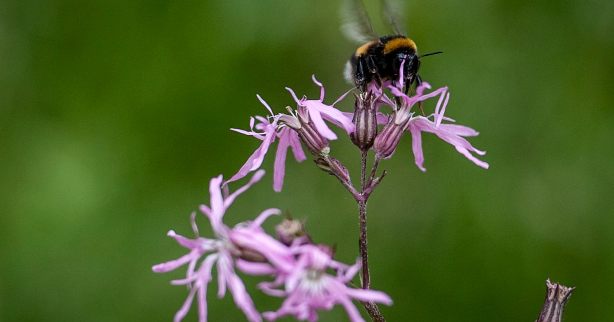 Without Insects We Are Absolutely Helpless | HuffPost UK Tech