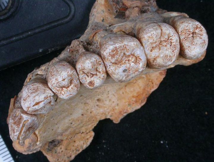 A close-up view of human remains from the Misliya Cave in Israel, the oldest remains of Homo sapiens found outside Africa.