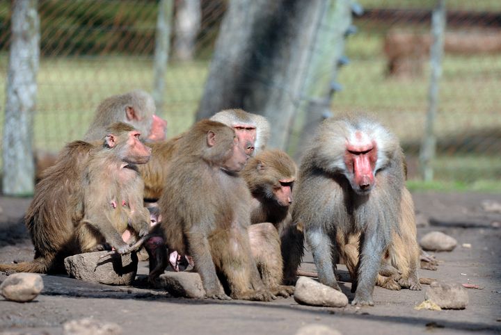 Up to 52 baboons reportedly escaped an enclosure at the Paris Zoological Park on Friday 
