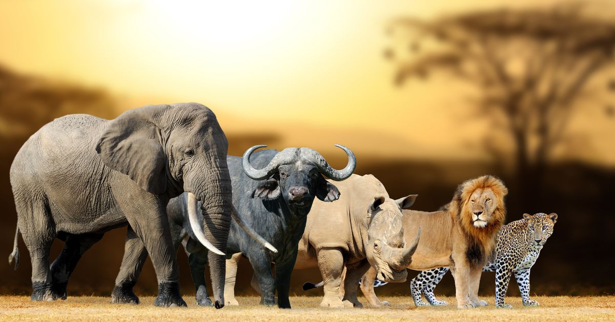 Носороги буйволы слоны обитают. Большая пятерка Африки сафари. Лев, леопард, носорог, буйвол. Слон буйвол носорог Лев леопард. Большая пятерка животных Африки.