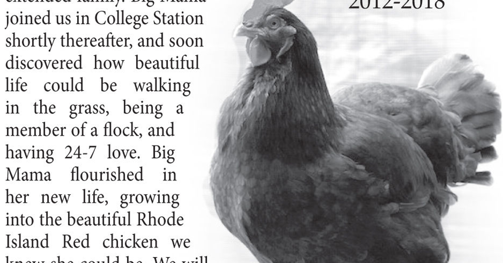 Family's Fabulous Pet Chicken Gets Own Obituary In Local Newspaper