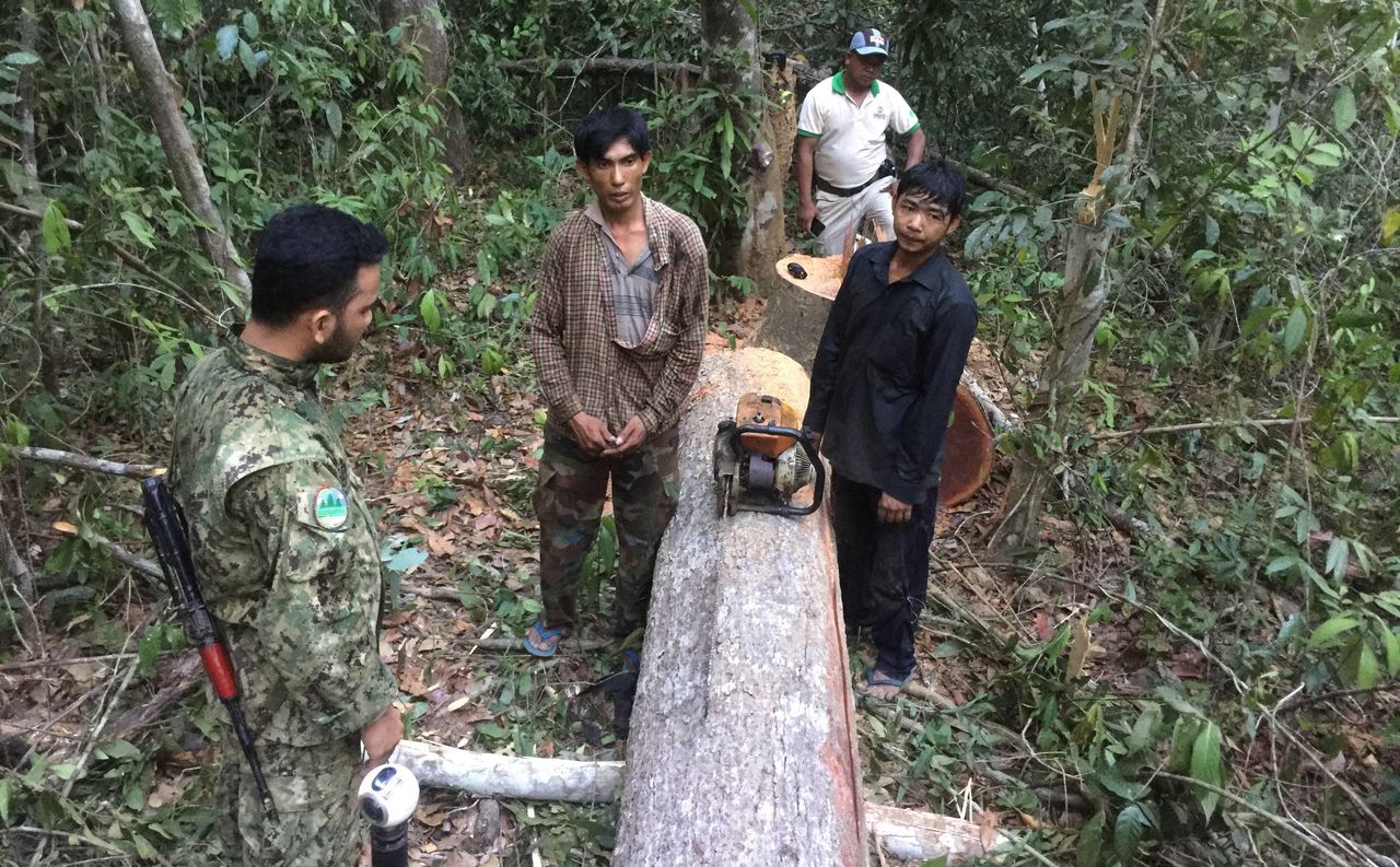 PLCN patrollers catch illegal loggers cutting down trees in the Prey Lang.