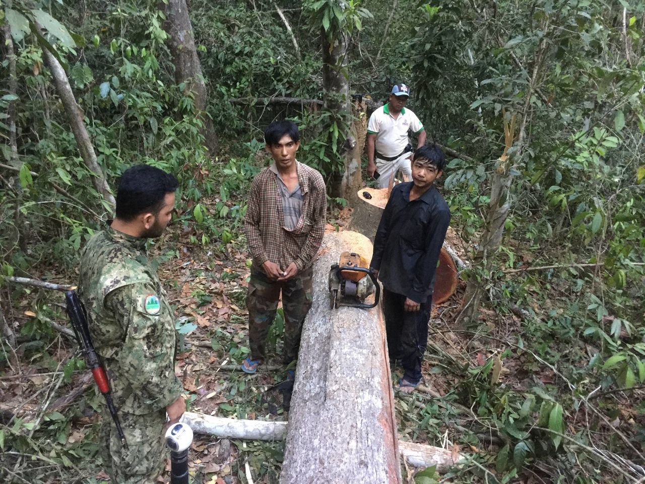 PLCN patrollers catch illegal loggers cutting down trees in the Prey Lang.