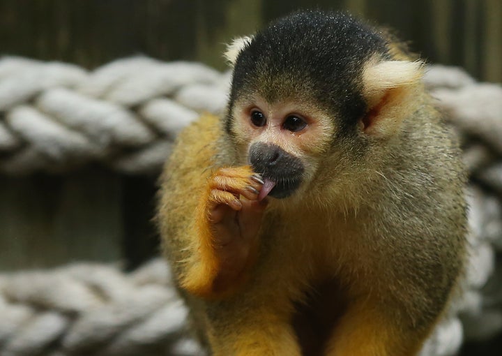 A squirrel monkey at the Taronga Zoo in Sydney, Australia.