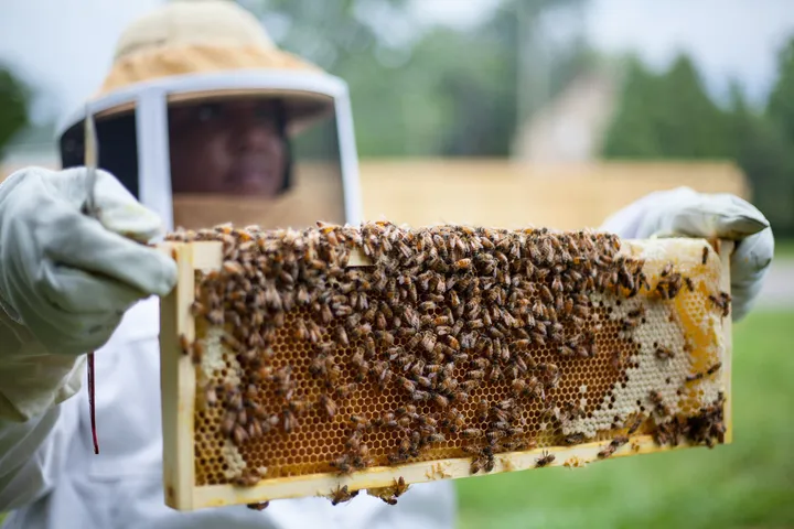 Black Beekeepers Are Reclaiming Their Relationship With the Land