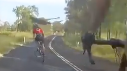 El tremendo choque de un canguro con unos ciclistas en