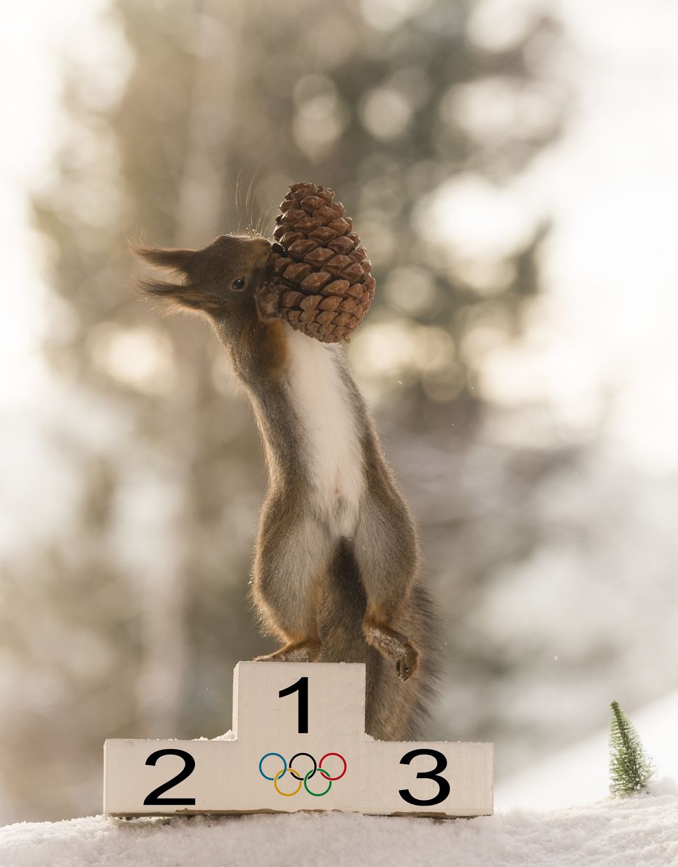 Olympic squirrel, photo by Geert Weggen/WENN
