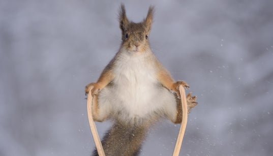 Squirrels Huffpost Uk