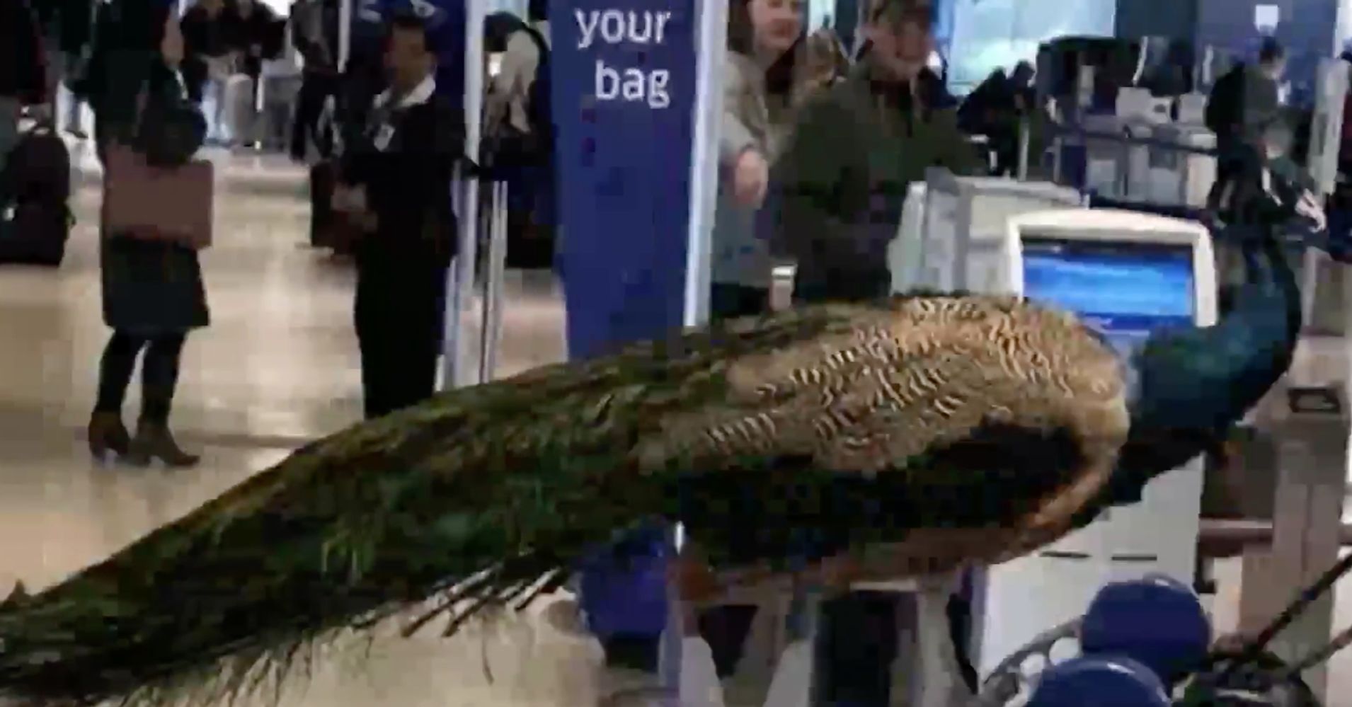 United Airlines Refuses To Let Emotional Support Peacock On Flight Huffpost 5278