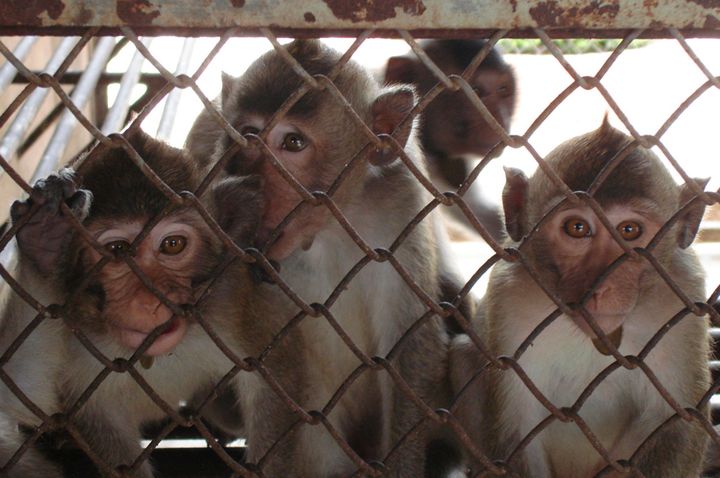 The animals used in the experiment in New Mexico were cynomolgus macaque monkeys. Similar ones are seen here.