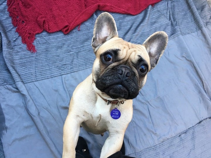 One of the French Bulldogs handed into Mayhew.