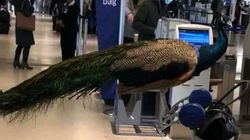 ‘Emotional Support Peacock’ Denied Entry On United Airlines Flight