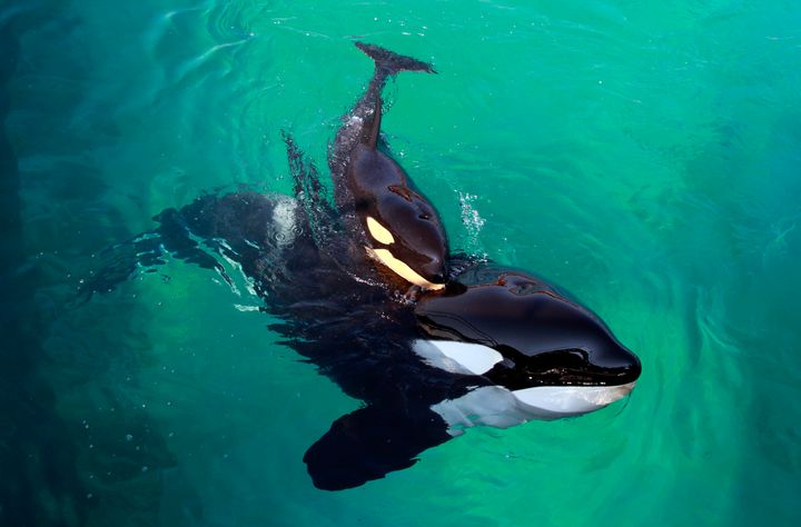 Killer whale Wikie (R) swims with her calf in Marineland aquatic park in Antibes, southeastern France.