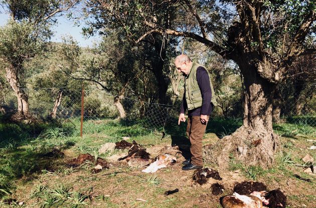 Der griechische Bauer Vasili inmitten seiner abgeschlachteten Schafe. 