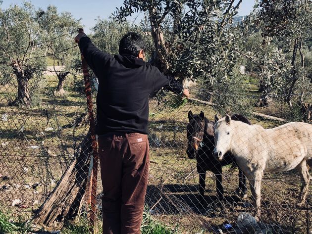 Ein Bewohner des Flüchtlingscamps Moria füttert vor dessen Toren zwei Pferde. 