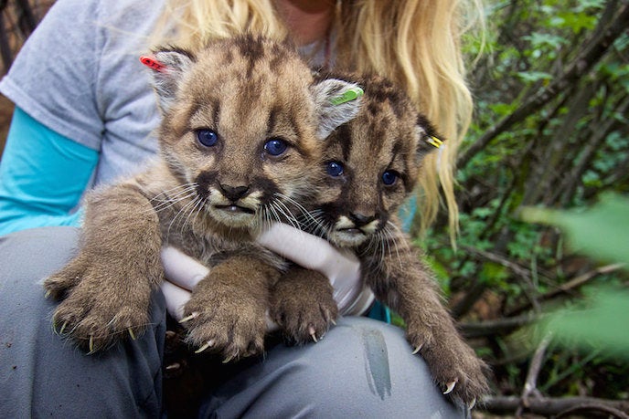 P-23's kittens from her first litter, P-36 and P-37, were later attacked and eaten by an adult male mountain lion in 2015.