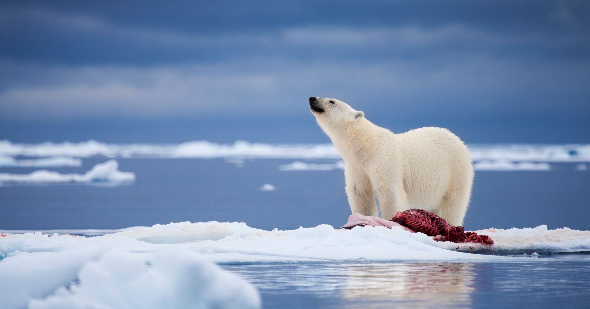 Already Threatened Polar Bears Face Food Shortage Crisis Amid Climate 