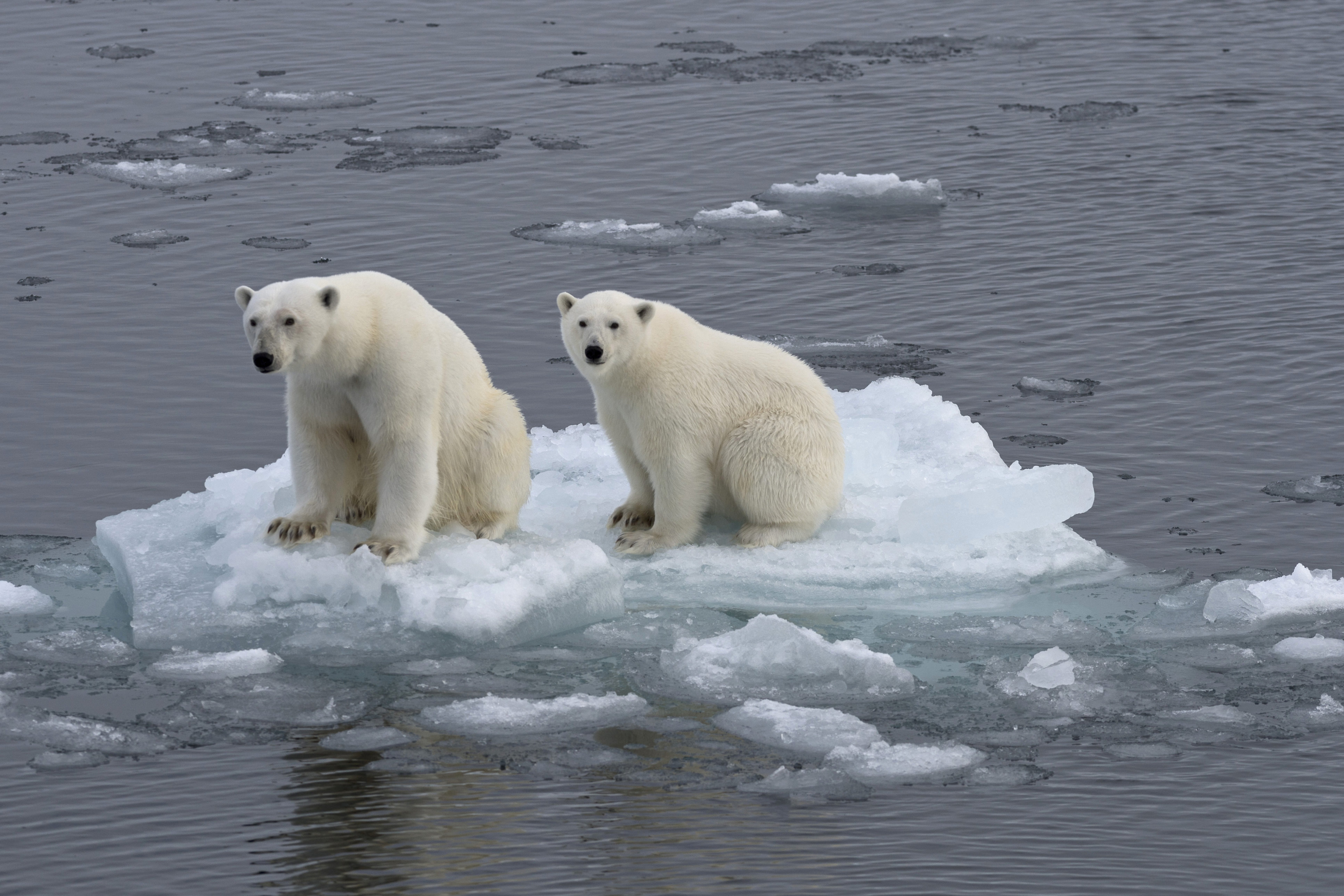 Already Threatened Polar Bears Face Food Shortage Crisis Amid Climate ...