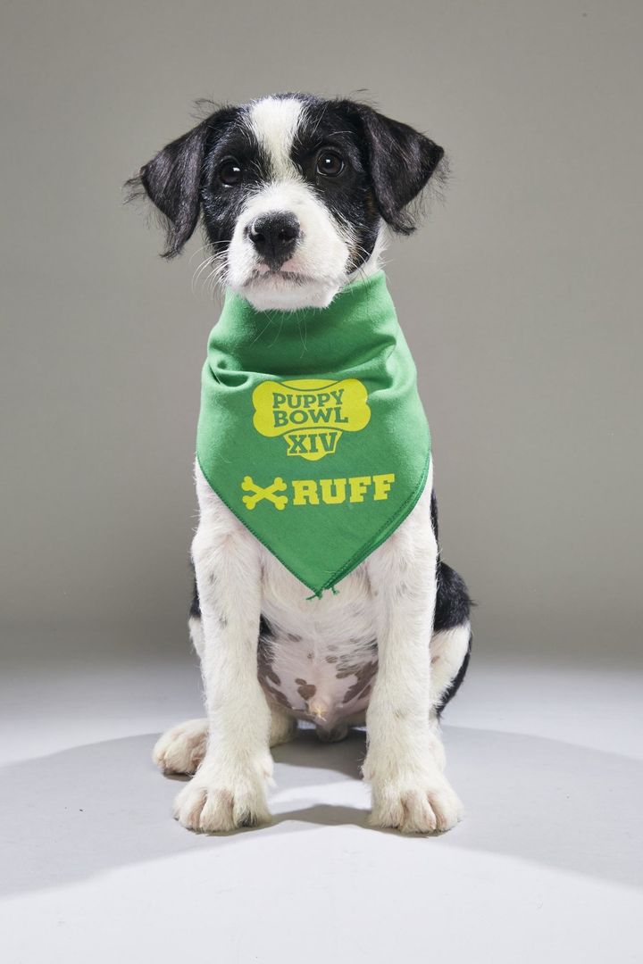 Archer, now known as Maddox, is slated as a <a href="http://www.animalplanet.com/tv-shows/puppy-bowl/photos/puppy-bowl-xiv-back-up-pups/" target="_blank" role="link" class=" js-entry-link cet-external-link" data-vars-item-name="&#x22;back-up pup&#x22;" data-vars-item-type="text" data-vars-unit-name="5a7374eee4b0905433b256a7" data-vars-unit-type="buzz_body" data-vars-target-content-id="http://www.animalplanet.com/tv-shows/puppy-bowl/photos/puppy-bowl-xiv-back-up-pups/" data-vars-target-content-type="url" data-vars-type="web_external_link" data-vars-subunit-name="article_body" data-vars-subunit-type="component" data-vars-position-in-subunit="7">"back-up pup"</a> in Animal Planet's Puppy Bowl XIV.