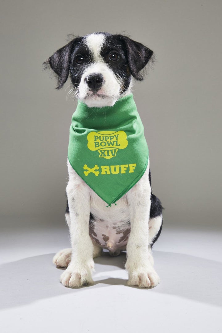 Archer, now known as Maddox, is slated as a "back-up pup" in Animal Planet's Puppy Bowl XIV.