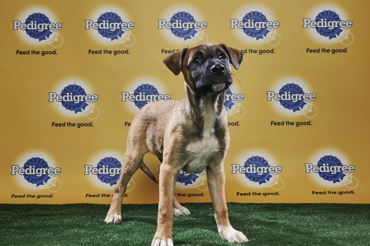 Kaleb Jr., now known as Murphy, is part of the <a href="http://www.animalplanet.com/tv-shows/puppy-bowl/photos/puppy-bowl-xiv-starting-lineup/" target="_blank" role="link" class=" js-entry-link cet-external-link" data-vars-item-name="starting lineup" data-vars-item-type="text" data-vars-unit-name="5a7374eee4b0905433b256a7" data-vars-unit-type="buzz_body" data-vars-target-content-id="http://www.animalplanet.com/tv-shows/puppy-bowl/photos/puppy-bowl-xiv-starting-lineup/" data-vars-target-content-type="url" data-vars-type="web_external_link" data-vars-subunit-name="article_body" data-vars-subunit-type="component" data-vars-position-in-subunit="12">starting lineup</a> of Animal Planet's Puppy Bowl XIV.