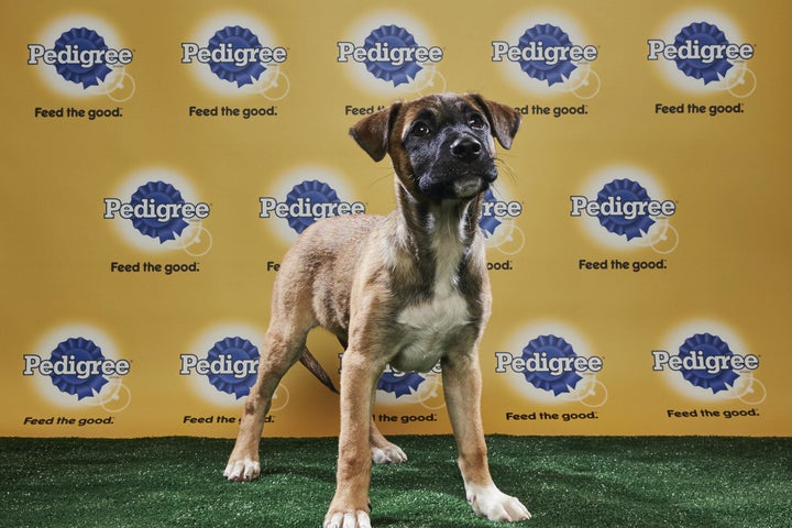 Kaleb Jr., now known as Murphy, is part of the starting lineup of Animal Planet's Puppy Bowl XIV.