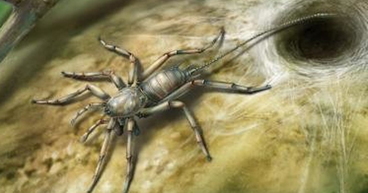 Prede Spider 100 Million Year Old Spider With A Tail Is Worse Than We Could Have ...