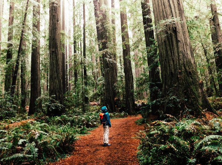 A grove of redwood trees at Humboldt Redwoods State Park.