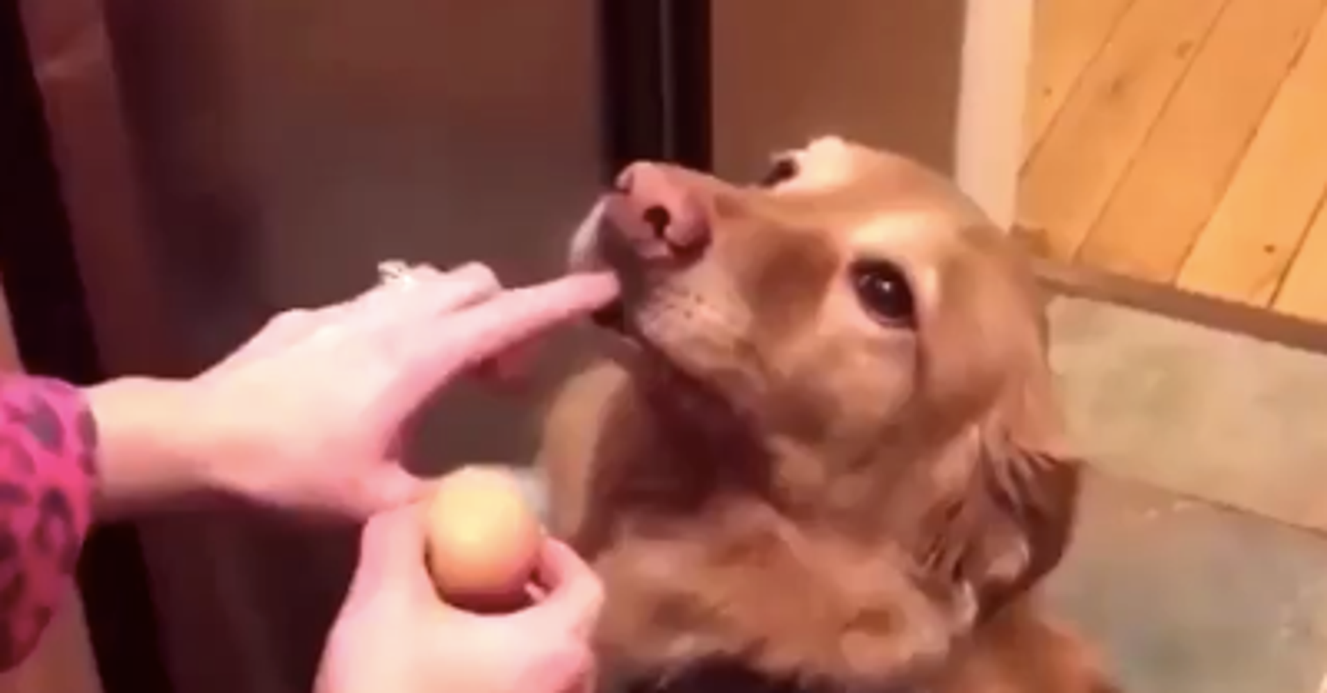 Viral Video Of Golden Retriever Gingerly Holding An Egg Proves How Gentle The Breed Really Is