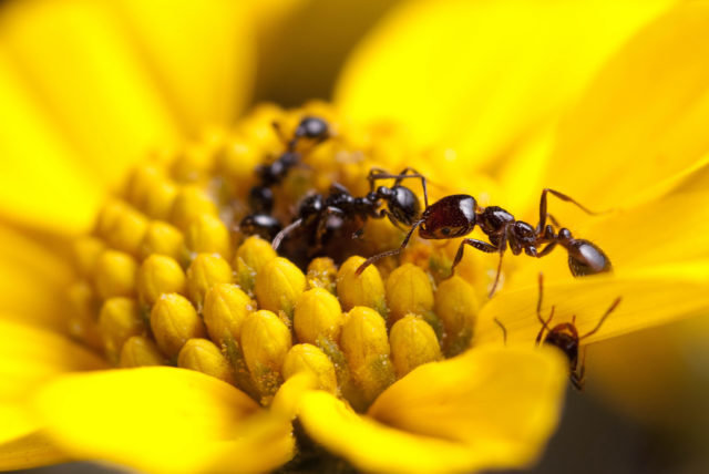 Ants Could Provide The Next Generation Of Antibiotics HuffPost UK Tech   5a7b01072000003800eae1ce 