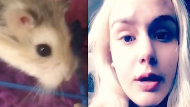 Woman Claims Airline Told Her To Flush Emotional Support Hamster Down Toilet