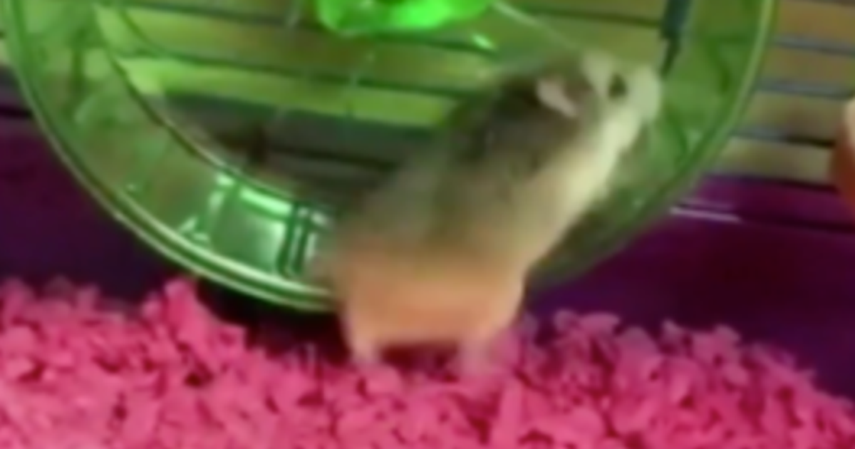 Student Flushed Emotional Support Hamster Down Toilet After It Was