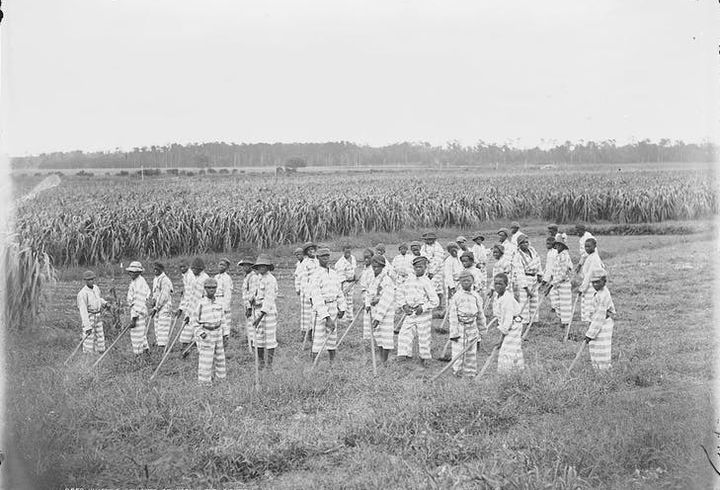 Juvenile convicts at work in the fields, 1903. 