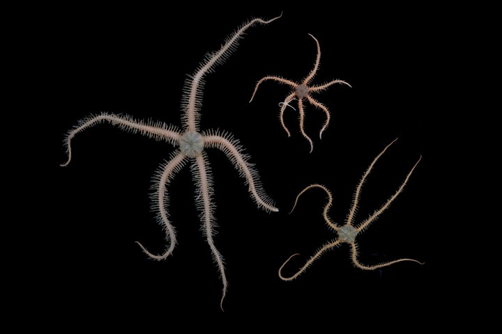 Ophiuroid brittle stars collected off Lecointe Island.