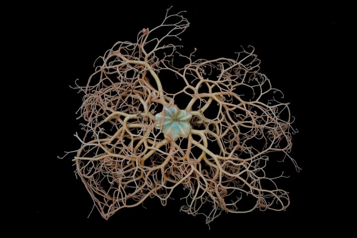 A Gorgonocephalus chilensis basket star found off Lecointe Island.