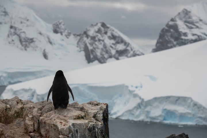 A chinstrap penguin checks out the view.