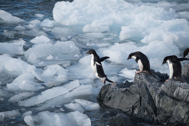 Members of an Adelie penguin colony in Hope Bay head out to fish.