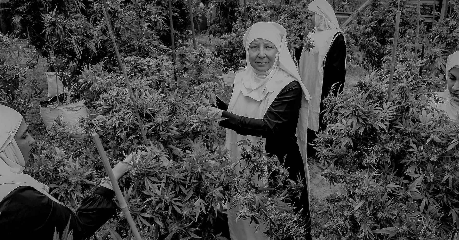Meet The Weed Nuns Who Want To Get America Lifted We Would Have 