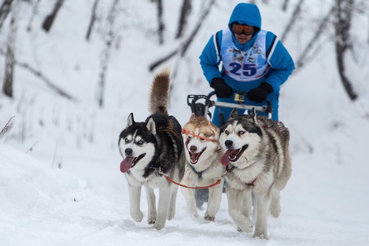 A sled dog race in Russia in January 2018.