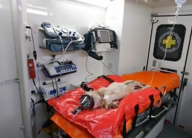 Die Bulldogge Bolly im Krankenwagen, kurz vor ihrem Tod. 