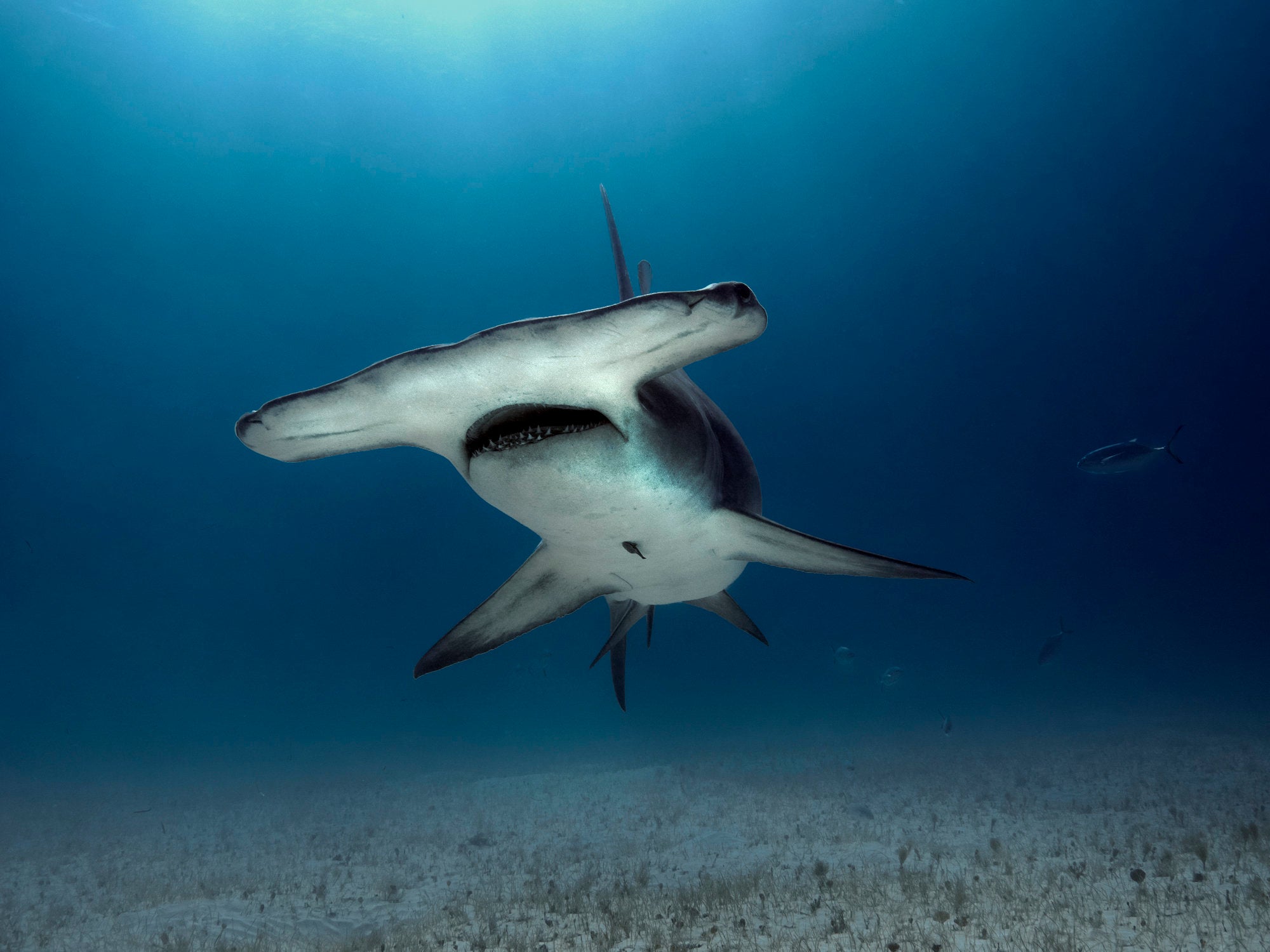 Fishermen Drag Endangered Hammerhead Shark Onto Florida Beach HuffPost Fishermen Drag Endangered Hammerhead Shark Onto Florida Beach HuffPost
