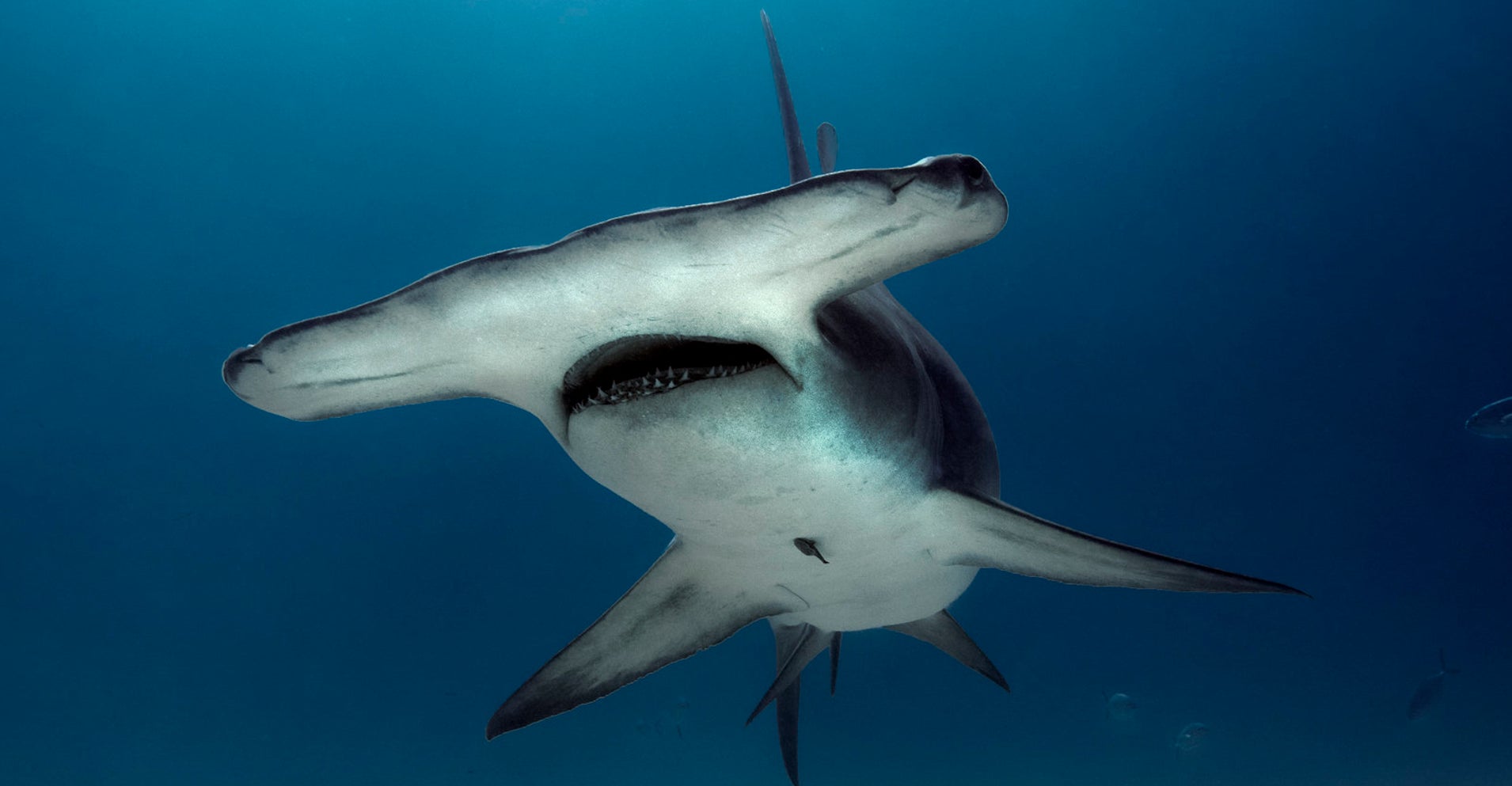 Fishermen Drag Endangered Hammerhead Shark Onto Florida Beach HuffPost