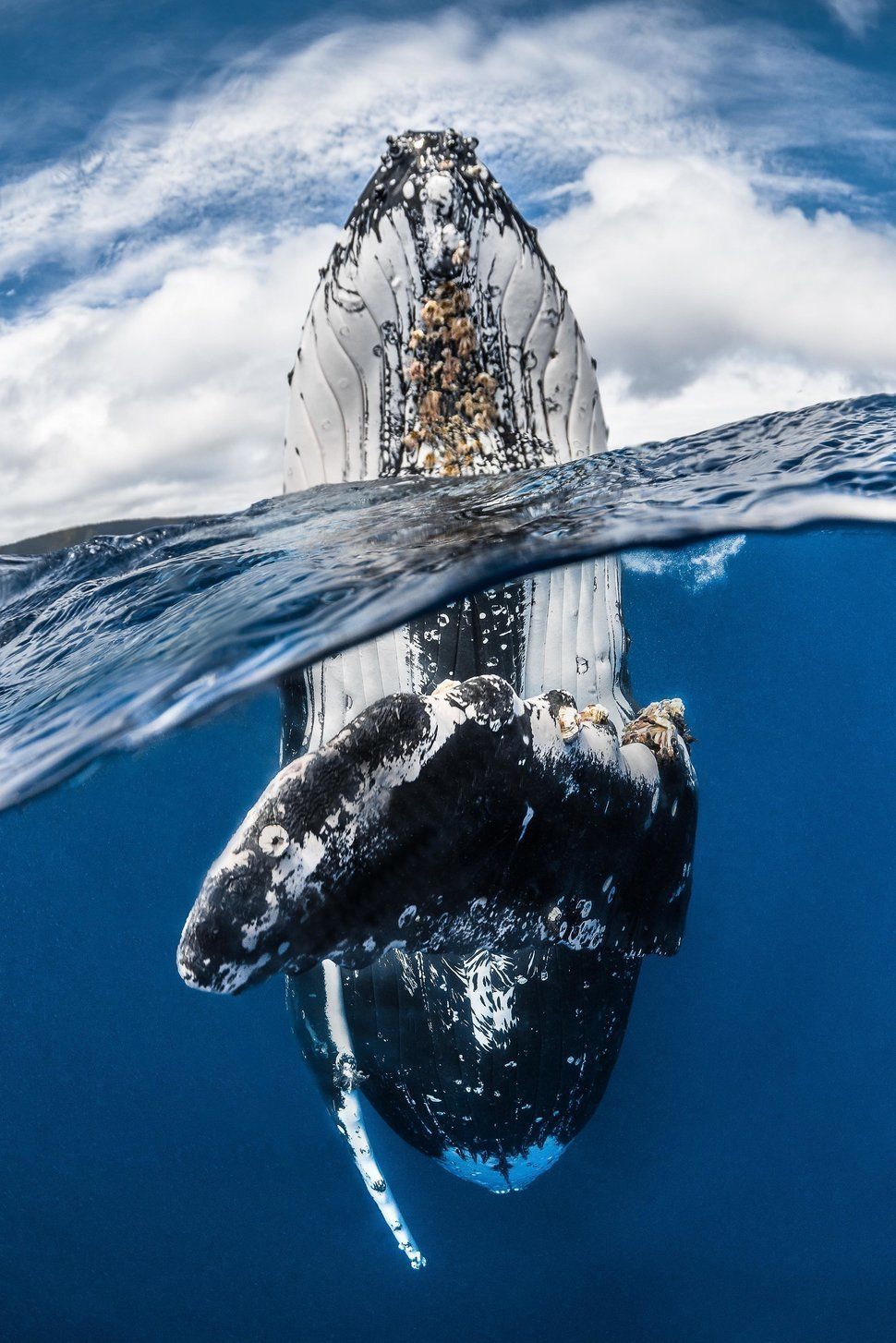 Νικητής: «Humpback whale spy hopping»